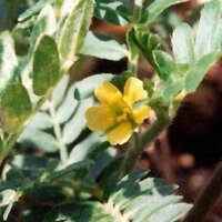 Caltrops (Tribulus terrestris) seeds