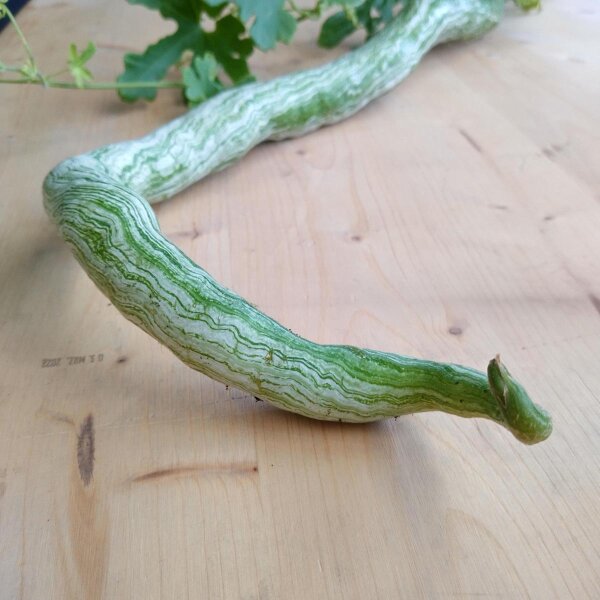 Snake Gourd (Trichosanthes cucumerina var. anguina) seeds