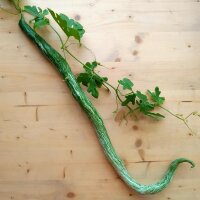 Snake Gourd (Trichosanthes cucumerina var. anguina) seeds