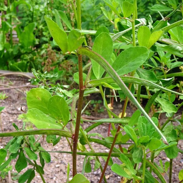 Fenugreek (Trigonella foenum-graecum) seeds