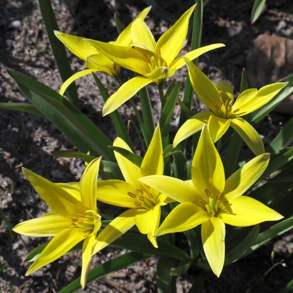 Wild Tulip (Tulipa sylvestris) seeds
