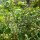Bog Bilberry (Vaccinium uliginosum) seeds