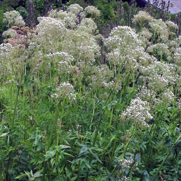 Valerian (Valeriana officinalis) seeds