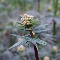 Valerian (Valeriana officinalis) seeds