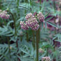 Valerian (Valeriana officinalis) seeds