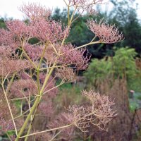 Valerian (Valeriana officinalis) seeds