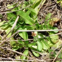 Wild Corn Salad (Valerianella locusta)