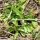 Wild Corn Salad (Valerianella locusta) seeds