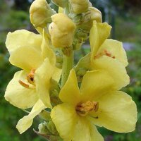 Mullein (Verbascum densiflorum) seeds