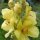 Mullein (Verbascum densiflorum) seeds