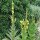 Mullein (Verbascum densiflorum) seeds