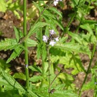 Vervain (Verbena officinalis) seeds