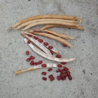 Azuki Bean (Vigna angularis) seeds