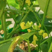 Azuki Bean (Vigna angularis) seeds