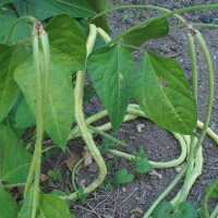 Yardlong Bean / Cowpea (Vigna unguiculata subsp....