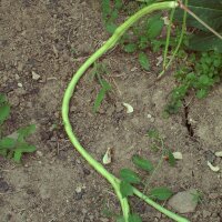 Yardlong Bean / Cowpea (Vigna unguiculata subsp....