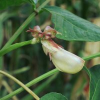 Yardlong Bean / Cowpea (Vigna unguiculata subsp. sesquipedalis) seeds