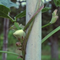 Yardlong Bean / Cowpea (Vigna unguiculata subsp. sesquipedalis) seeds