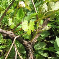 Wild Grape (Vitis vinifera ssp. sylvestris) seeds