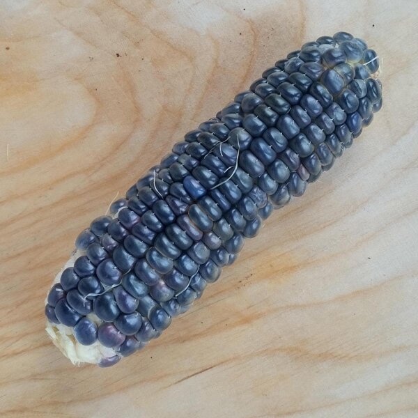 Black Aztec Corn (Zea mais) seeds