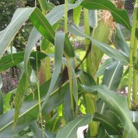 Black Aztec Corn (Zea mais) seeds