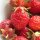 Strawberry Rote Baron Solemacher (Fragaria vesca var. semperflorens) seeds