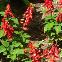 Scarlet Sage (Salvia splendens) seeds