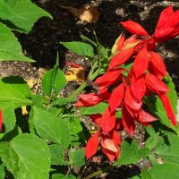 Scarlet Sage (Salvia splendens)