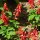 Scarlet Sage (Salvia splendens) seeds