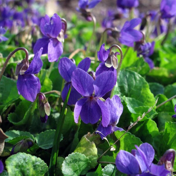 Sweet Violet (Viola odorata) seeds