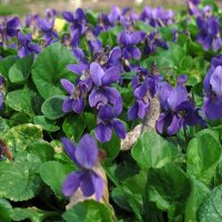 Sweet Violet (Viola odorata) seeds