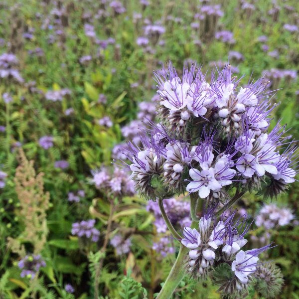 Lacy Phacelia (Phacelia tanacetifolia) Organic seeds