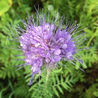 Lacy Phacelia (Phacelia tanacetifolia) Organic seeds