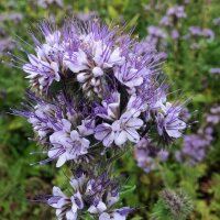 Lacy Phacelia (Phacelia tanacetifolia) Organic seeds