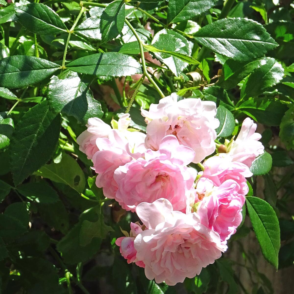 China Rose 'Angel Wings' (Rosa chinensis)