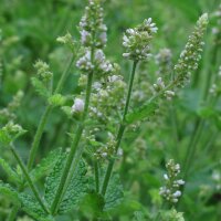 Round-Leaved Mint / Egyptian Mint (Mentha suaveolens) seeds