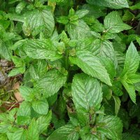 Garden Mint / Spearmint (Mentha viridis)