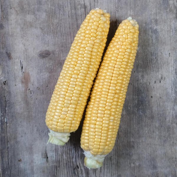 Golden Bantam Maize (Zea mays) seeds