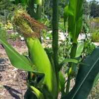 Golden Bantam Maize (Zea mays) seeds