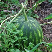 Watermelon Crimson Sweet (Citrullus lanatus) seeds