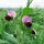 Winter Sugar Pea Frieda Welten (Pisum sativum) organic seeds