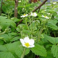 Musk Strawberry (Fragaria moschata) seeds