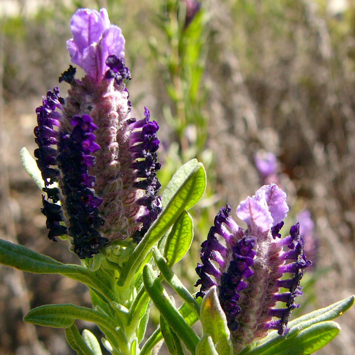 Spanish Lavender (Lavandula stoechas) - approx. 100 seeds