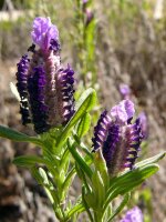 Spanish lavender (Lavandula stoechas) seeds