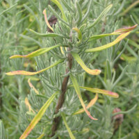 Spanish lavender (Lavandula stoechas) seeds