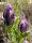 Spanish Lavender (Lavandula stoechas) seeds