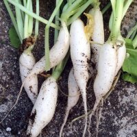 Radish White Icicle (Raphanus sativus) seeds