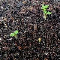 Heirloom Potato Assortment (Solanum tuberosum) seeds