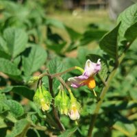 Heirloom Potato Assortment (Solanum tuberosum)