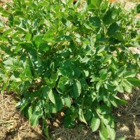 Heirloom Potato Assortment (Solanum tuberosum)
